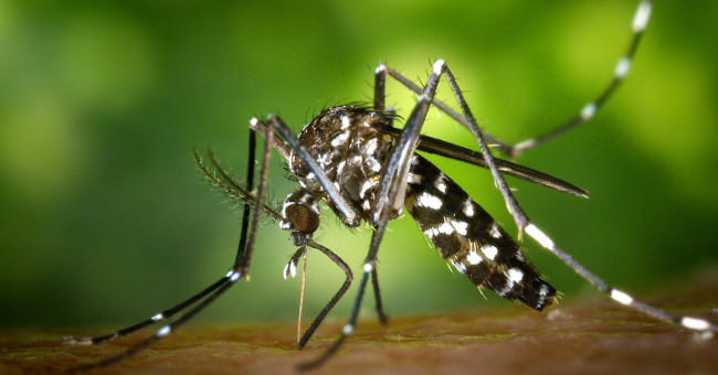 Mosquitoes can be trained to not burn people