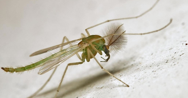 Mosquitoes 'horror' do not crave human blood