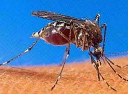 Mosquitoes 'kill' malaria