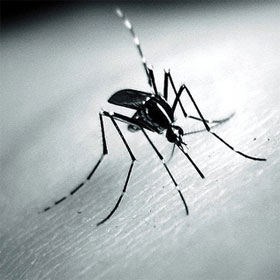 Mosquitoes know how to choose people to burn
