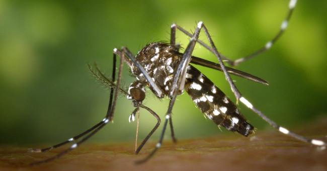 Mosquitoes like people with more blood types?