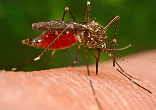 Mosquitoes' mosquitoes to block malaria