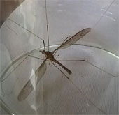 Mosquitoes 'terrible' in Quang Binh is actually a fly?