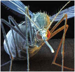 Mosquitoes will no longer transmit disease in the future