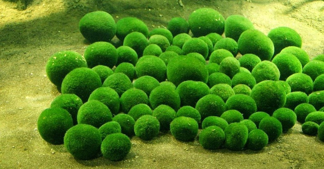 Moss ball - the natural treasure of Japanese people