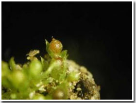 Moss - super food for hunger