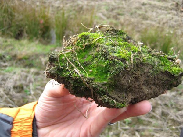 Mosses can make healing proteins