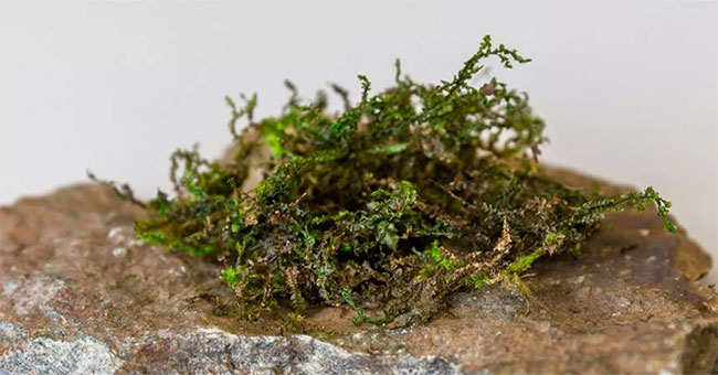 Mosses can replace medical marijuana in the future