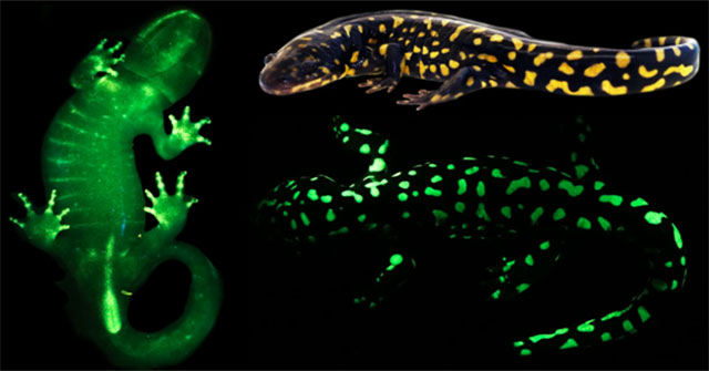 Most amphibians can glow in the dark