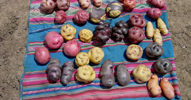 Most planted in the world but China is not a potato kingdom