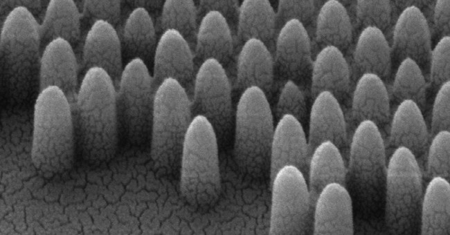 Moth eyes suggest researchers to develop self-glazing, anti-glare glass doors