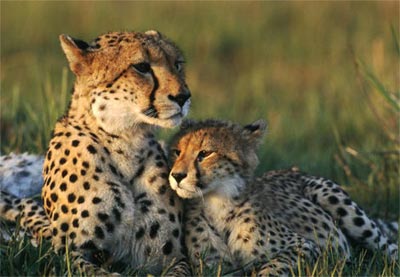 Mother and child in the animal world