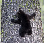 Mother bears teach baby bears in love