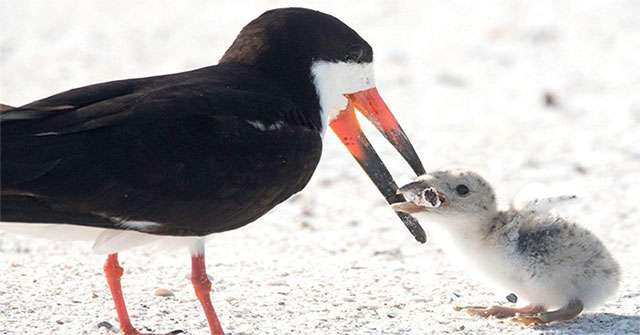 Mother birds use cigarettes to make ... food for children?