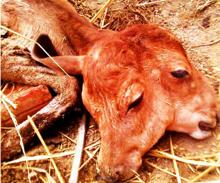 Mother cow gives birth 2 calves