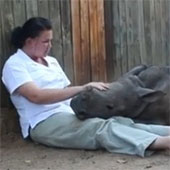Mother died, the rhinoceros child refused to sleep alone