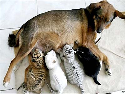 Mother dog raising tiger