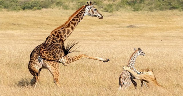 Mother giraffe kicked her baby to death because she was fighting a lion