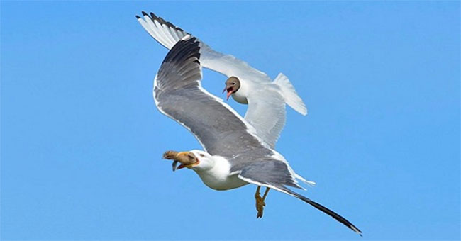 Mother gulls helplessly watch her child swallowed by her kind