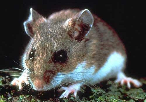 Mother mice give energy to their children when life is threatened