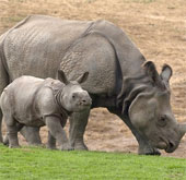 Mother of the giant rhino launched in America