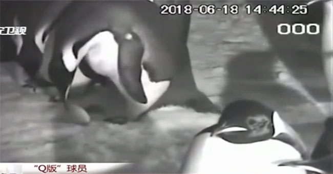 Mother penguins drop eggs, the whole herd rushes to the rescue