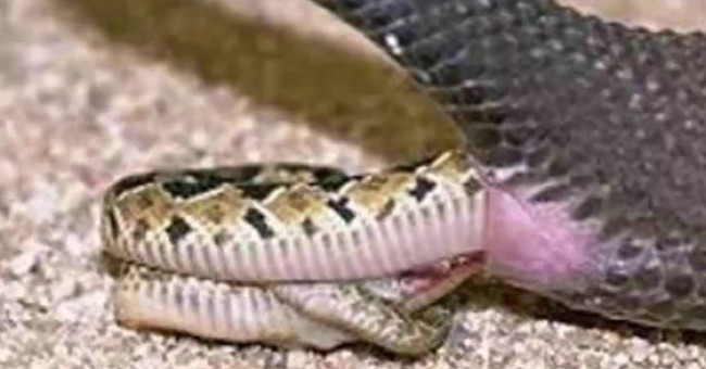 Mother snake laying dozens of snakes?