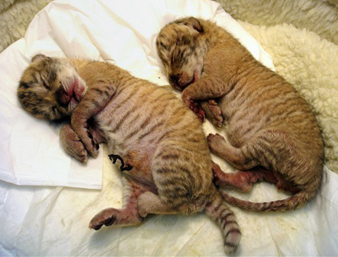 Mother tiger lions