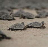 Mother turtles 'talk' with baby turtles