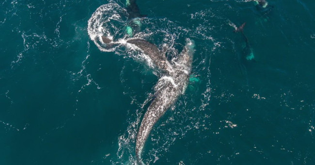 Mother whale carries a spectacular escape between the killer whales