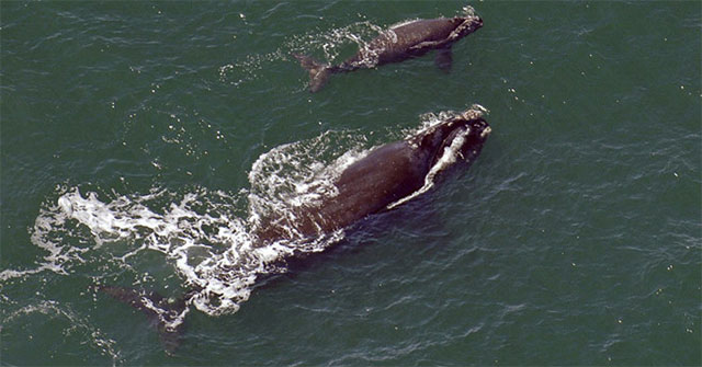 Mother whales lower their voices, whispering to their babies to avoid being spotted by hunters
