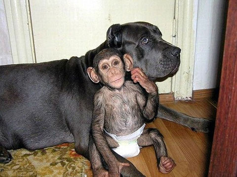 Motherhood between dogs and gibbons