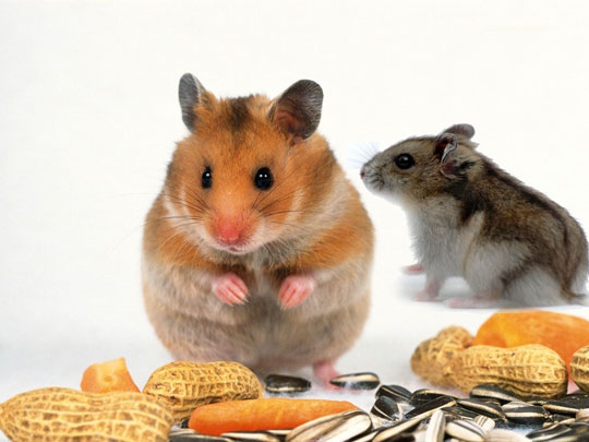 Mouse genes and people are different than we thought
