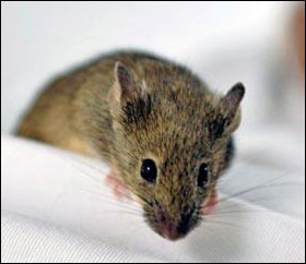 Mouse hovering in the air