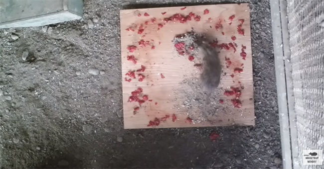 Mouse into the cup of the world's most spicy chilli
