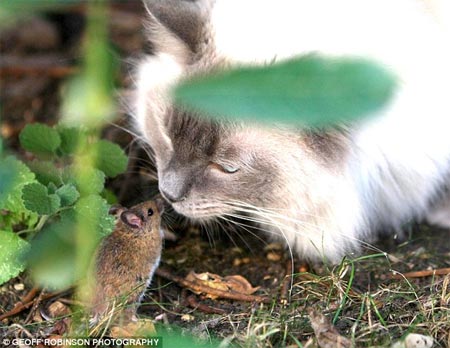 Mouse threatens cats