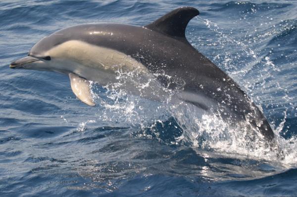 Movement in dolphins also follows the brief rule of human language