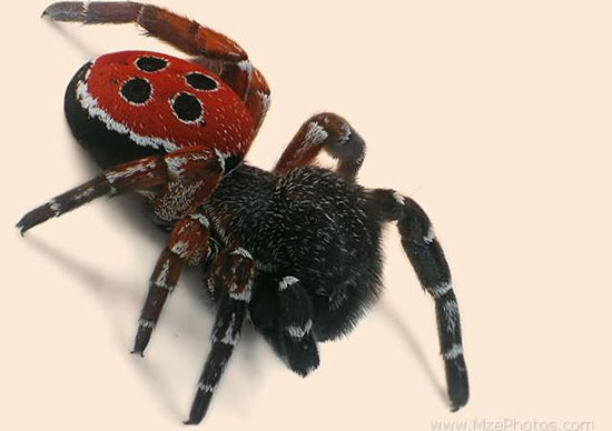 'Moving house' for ladybug spider
