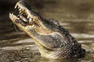 Mozambique declared war on human-eating crocodiles