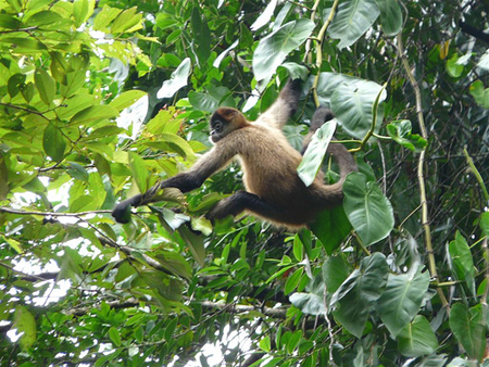 Much of the rainforest ecosystem will be destroyed