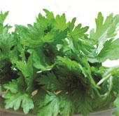 Mugwort - Overdose can be poisoned