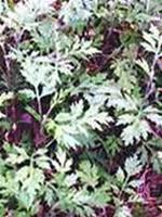 Mugwort - sister's medicine