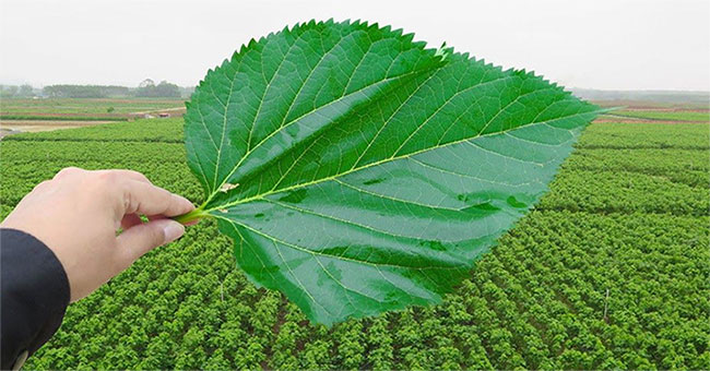 Mulberry leaves can help treat diabetes