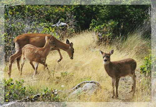 Mule deer - Mother of the year