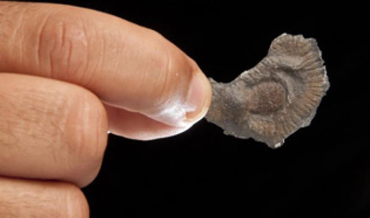 Multicellular organisms may exist before the Cambrian Period