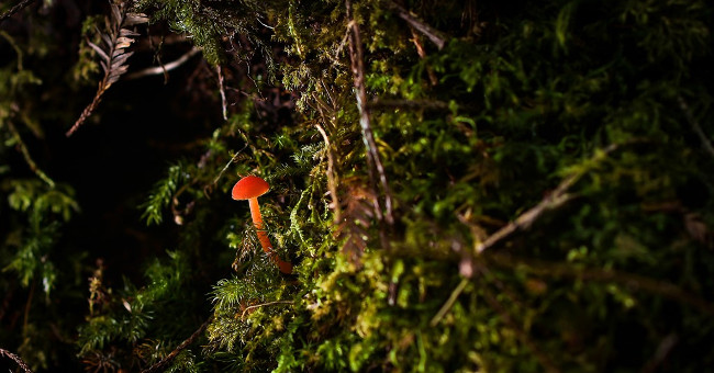 Multi-color mushroom mats flourish in Da Lat forest