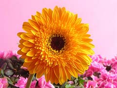 Multiplication of gerbera by asexual method