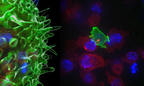 'Murderous army' in human blood cells