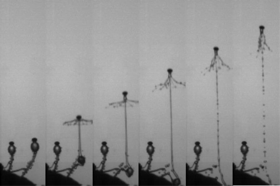 Mushroom gamet has the fastest flight in nature