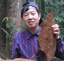 Mushroom is higher than 10m